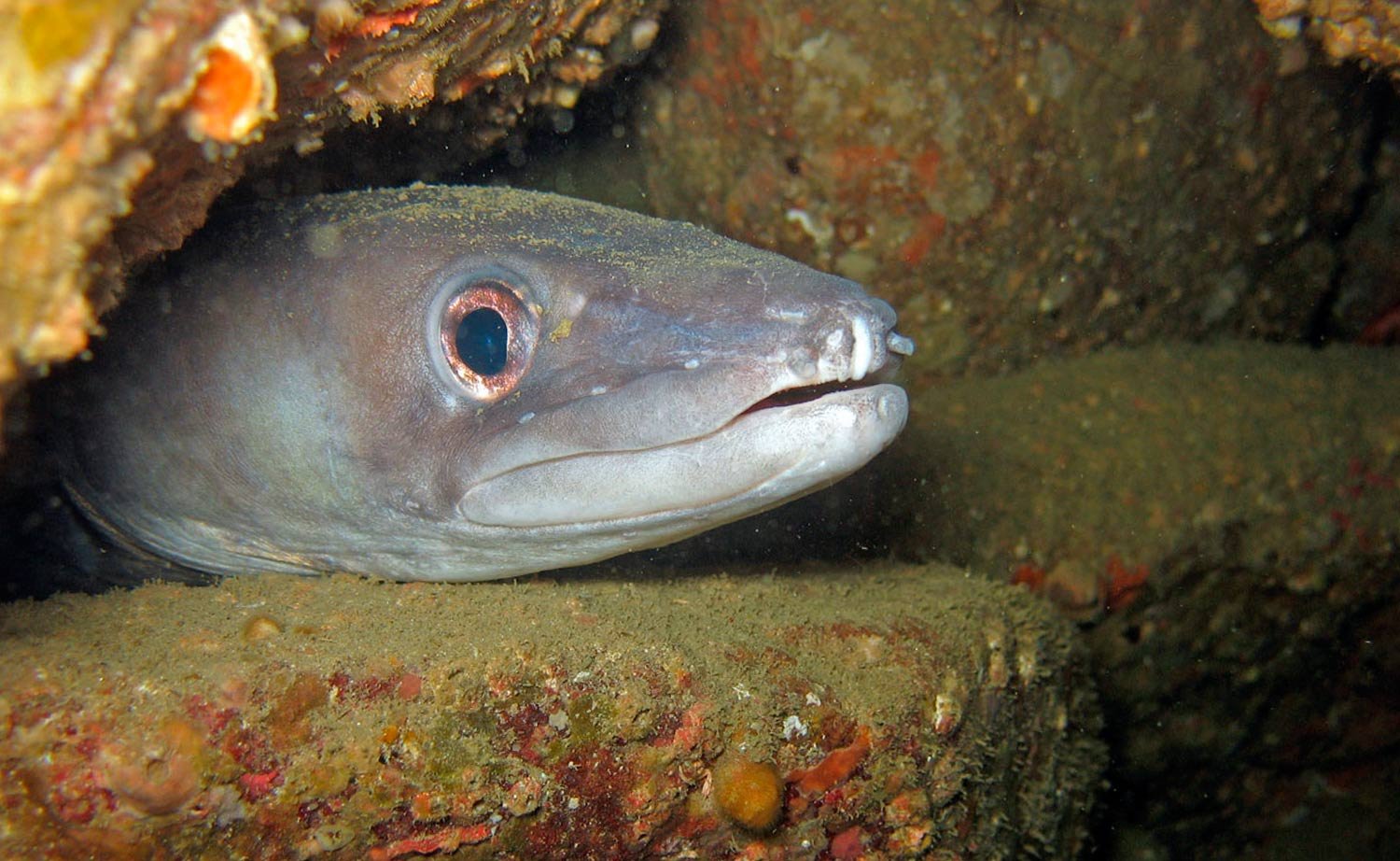 Shore fishing - Conger eels at dark